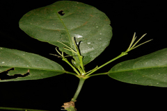 Cleidion javanicum